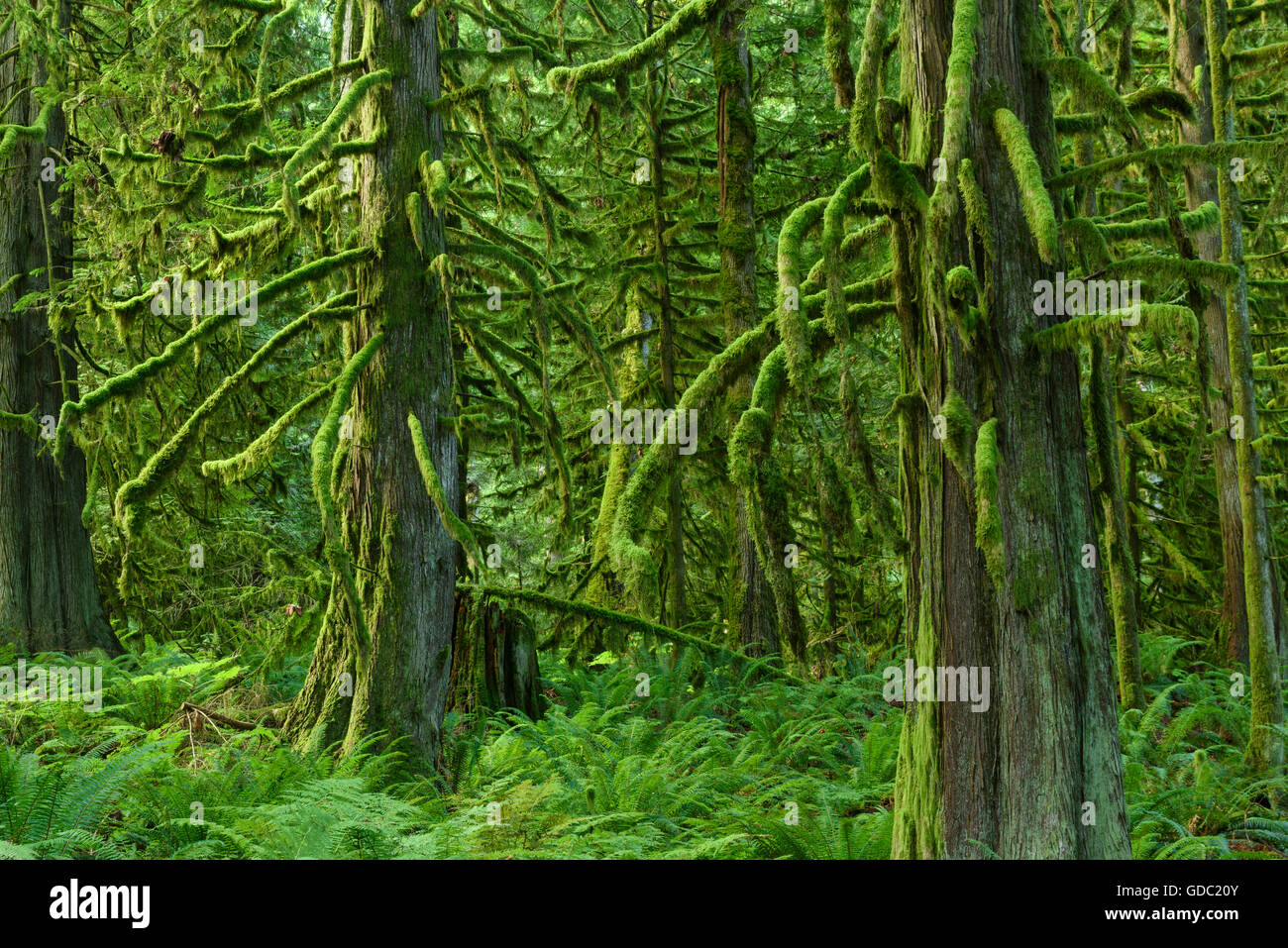 Forêt tropicale Banque D'Images