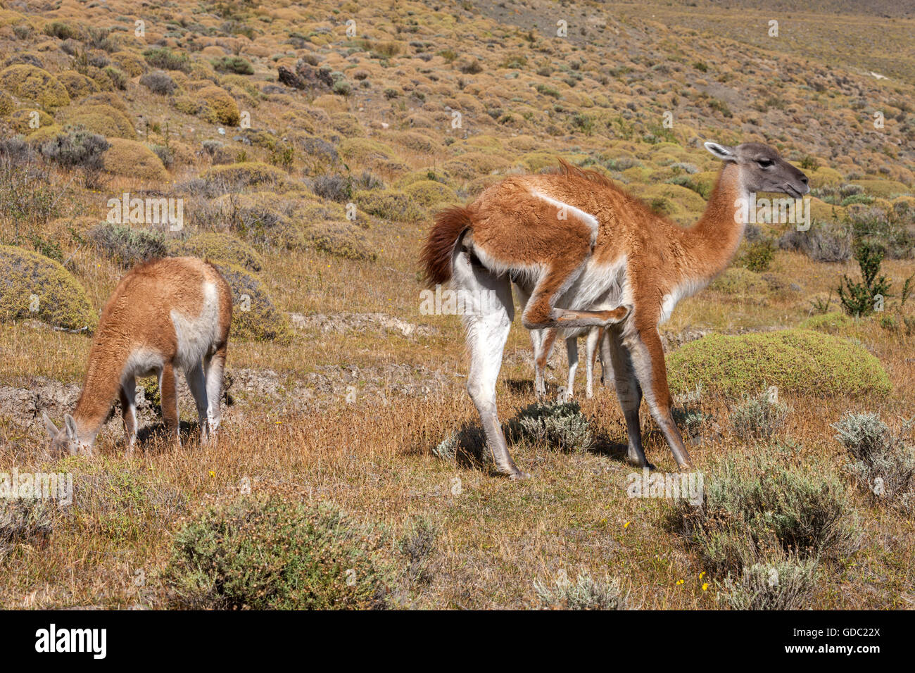 Guanacos, Lama Banque D'Images