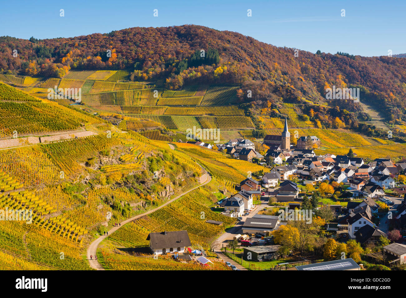 Culture Ahrtal,Allemagne,Eifel,europe,automne,agriculture,automne,Mayschoss,plante utile,église paroissiale,Saint Nikola Banque D'Images