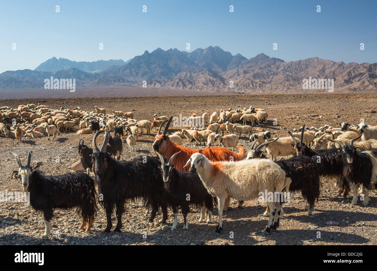 L'Iran,près de Abyaneh troupeau,Ville Banque D'Images