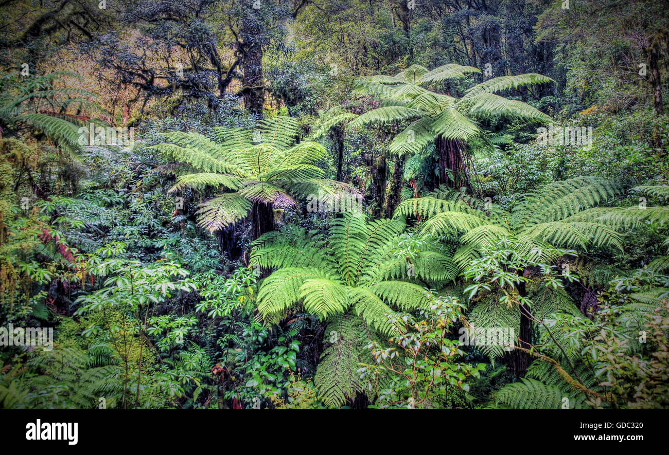 Rain forest, Nouvelle-Zélande, fern,île du sud,la forêt,froid,jungle,la végétation l'enfer vert Banque D'Images