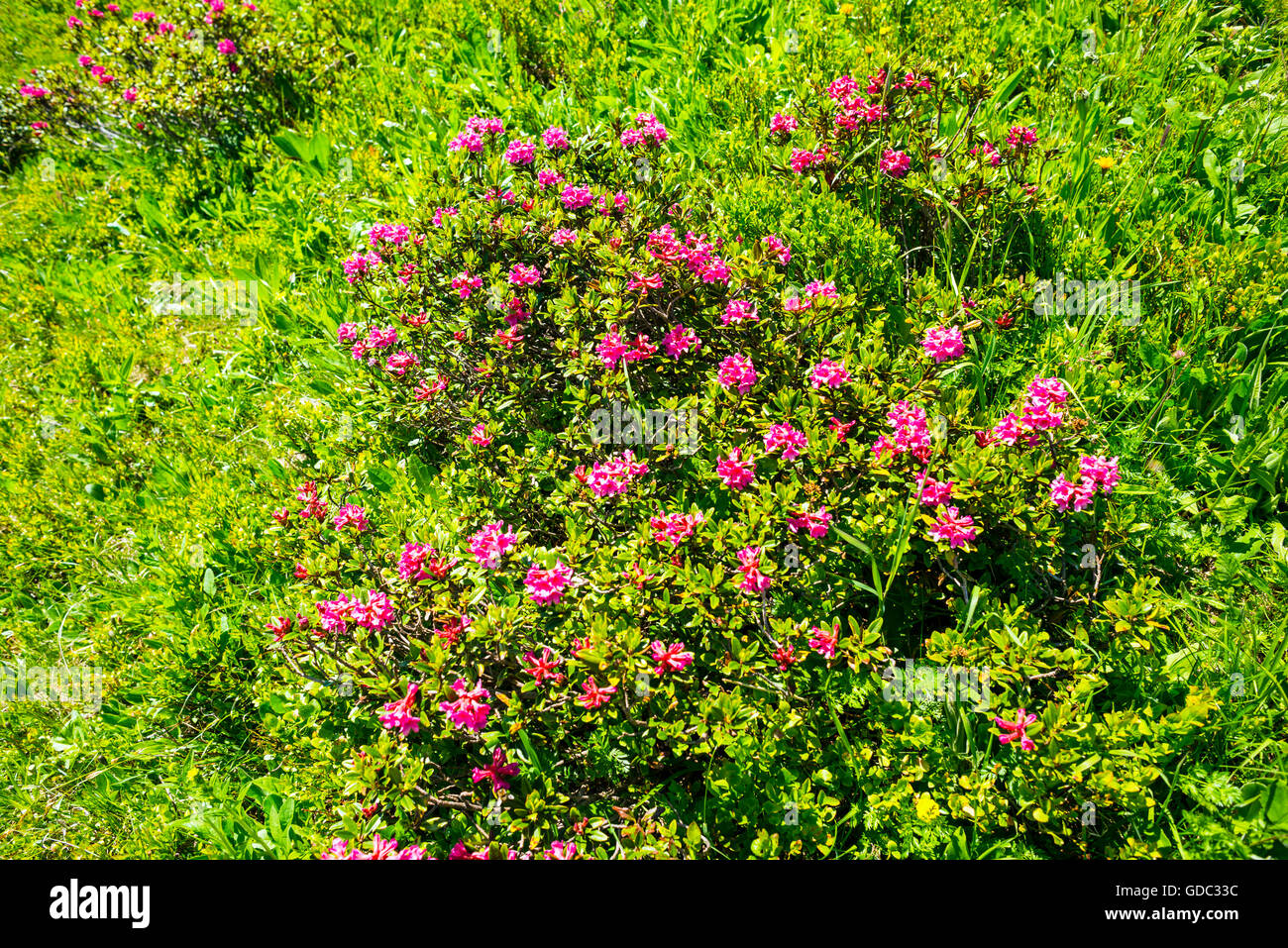 Fleurs roses alpines (rhododendron) dans le Fellhorn,en 2038,m,Alpes Allgäu Bavière,Allemagne,en Europe Banque D'Images