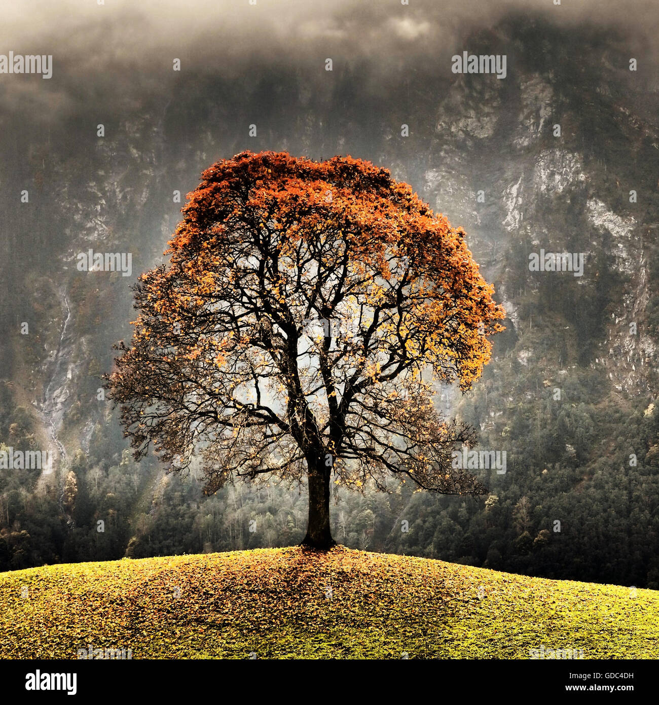 L'automne,Suisse,arbre,feuilles,Haut,bois,couleurs,l'humeur d'automne,pluie,brouillard,Green hill Banque D'Images