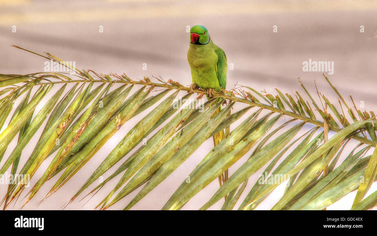 Parrot,Musandan,Oman Banque D'Images