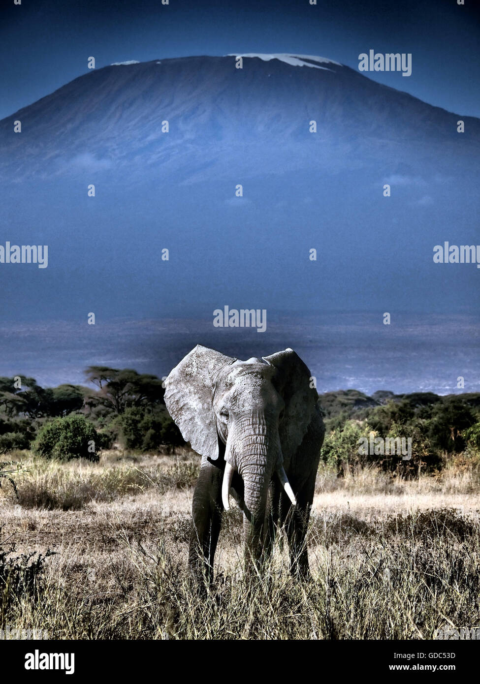 Le Kenya, Kenya, Kilimandjaro Kilimandjaro,éléphant,Amboseli National Park,,savane,l'éléphant,,safar, Kilimandjaro Banque D'Images