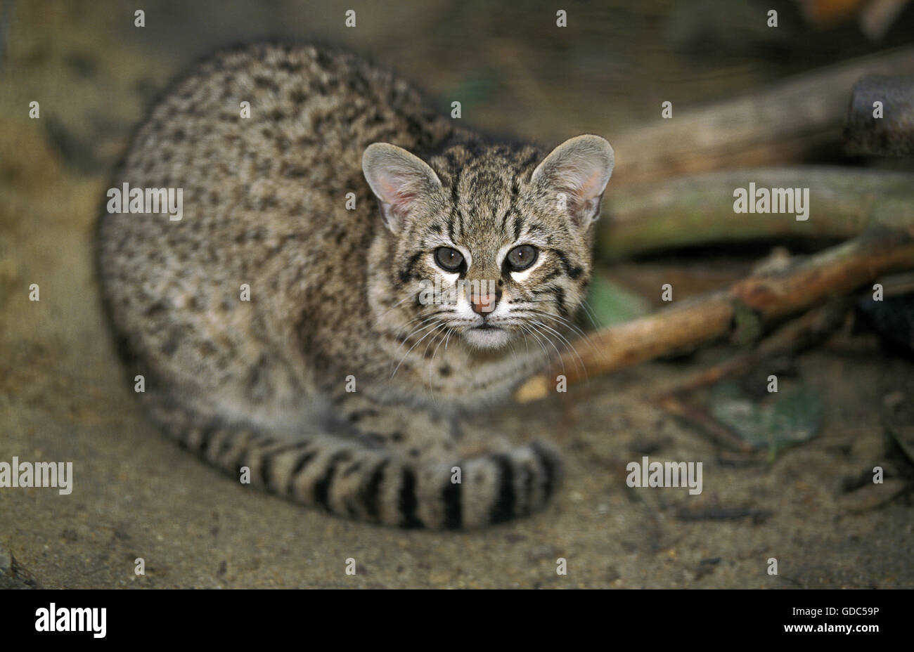 Le chat de Geoffroy, oncifelis geoffroyi, adulte Banque D'Images