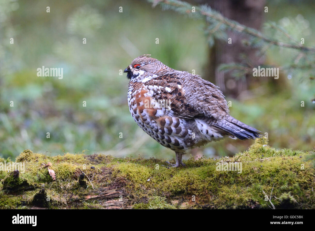Poule de Hazel Banque D'Images