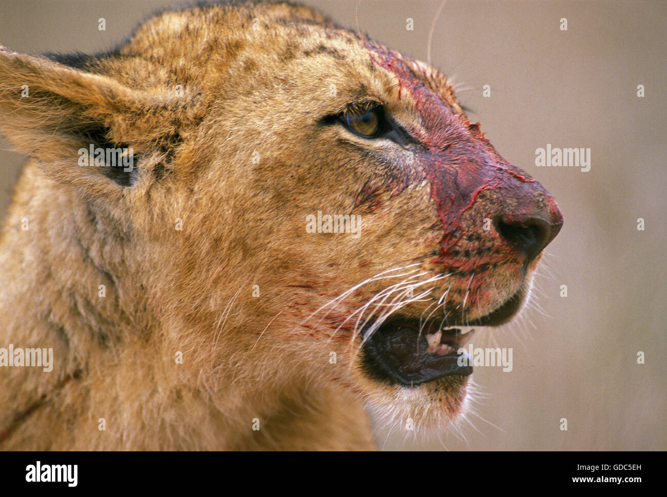 L'AFRICAN LION Panthera leo, FEMME AVEC MUSEAU SANGLANT APRÈS AVOIR TUÉ UNE PROIE, KENYA Banque D'Images