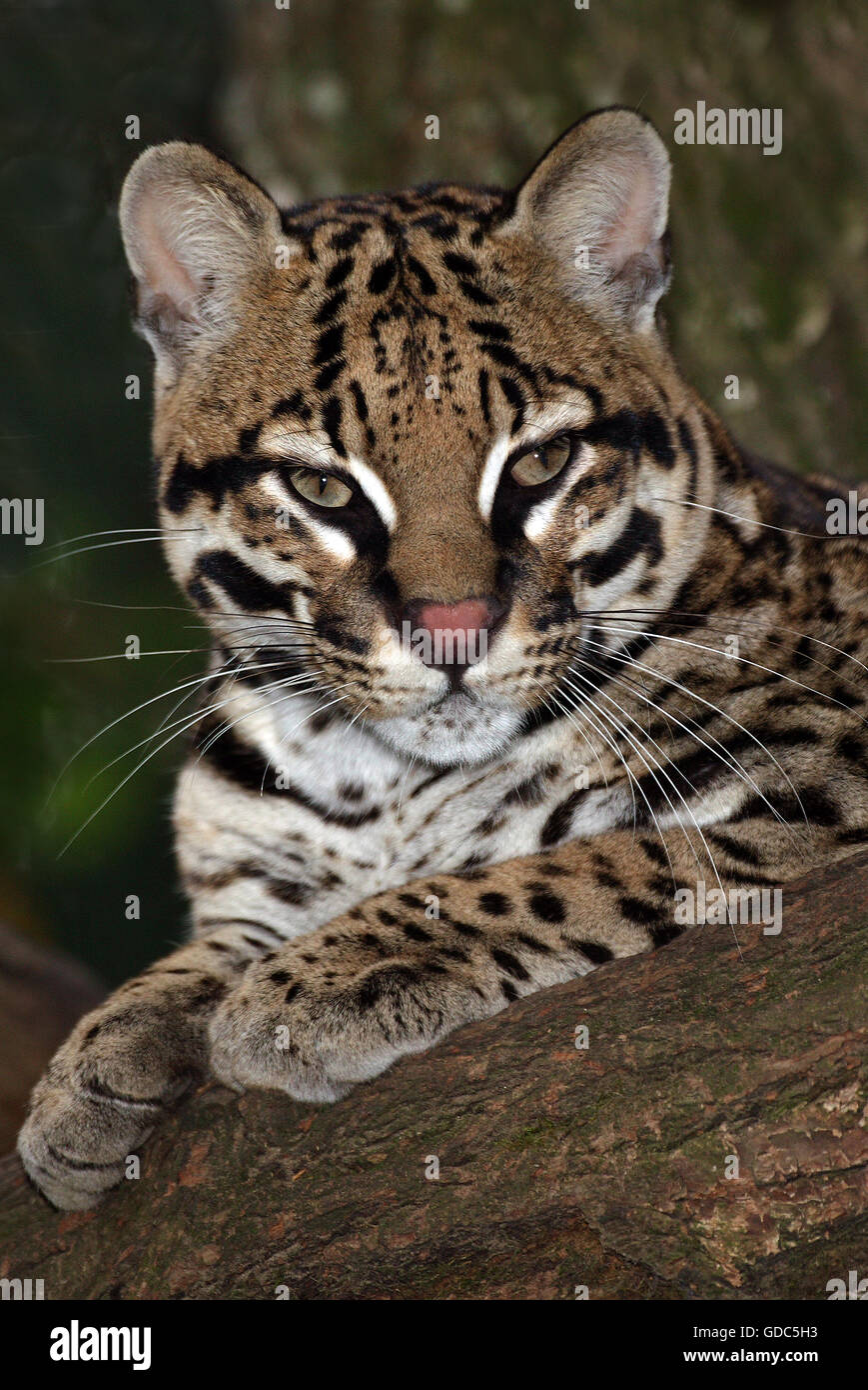 L'ocelot leopardus pardalis, DES PROFILS PORTANT SUR BRANCH Banque D'Images