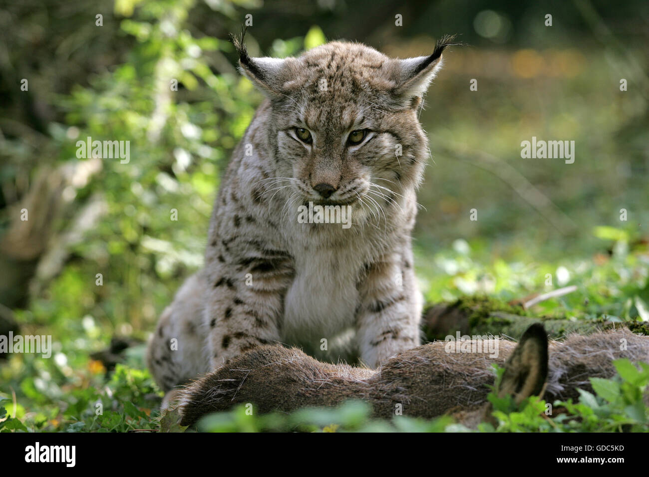 Felis lynx, Lynx avec un Kill, un chevreuil Banque D'Images