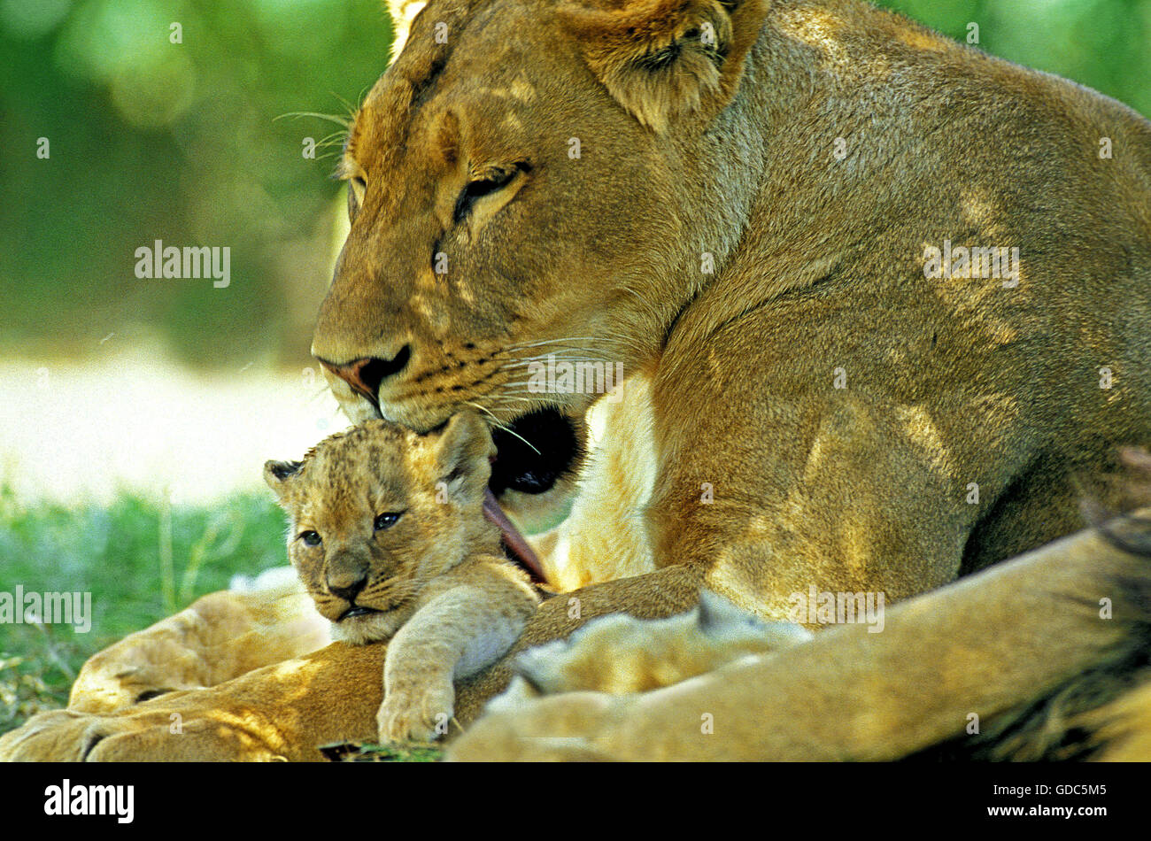 L'AFRICAN LION Panthera leo, mère de lécher BÉBÉ Banque D'Images