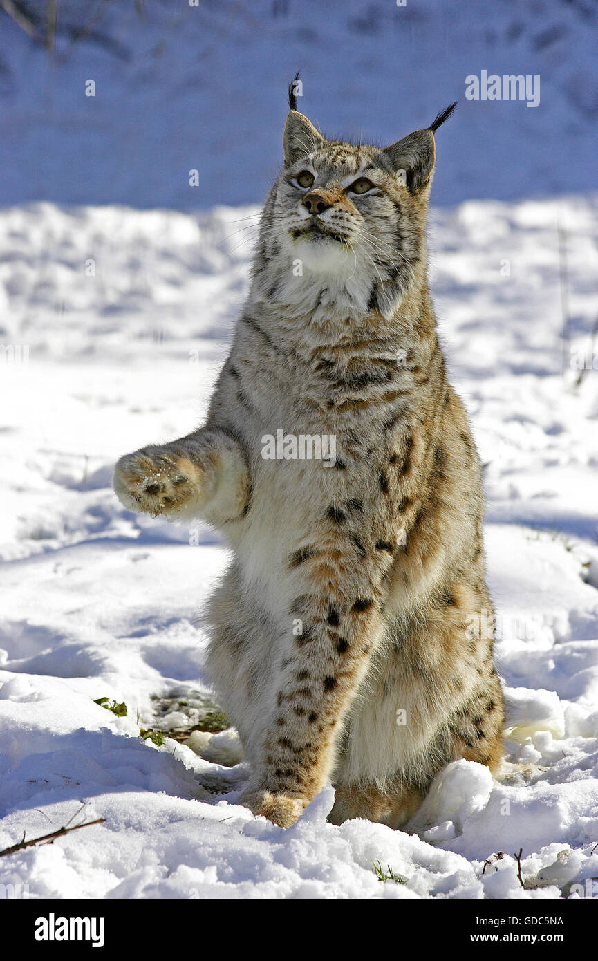 Lynx lynx d'eurasie ou lynx felis, adultes, assis sur la neige Banque D'Images