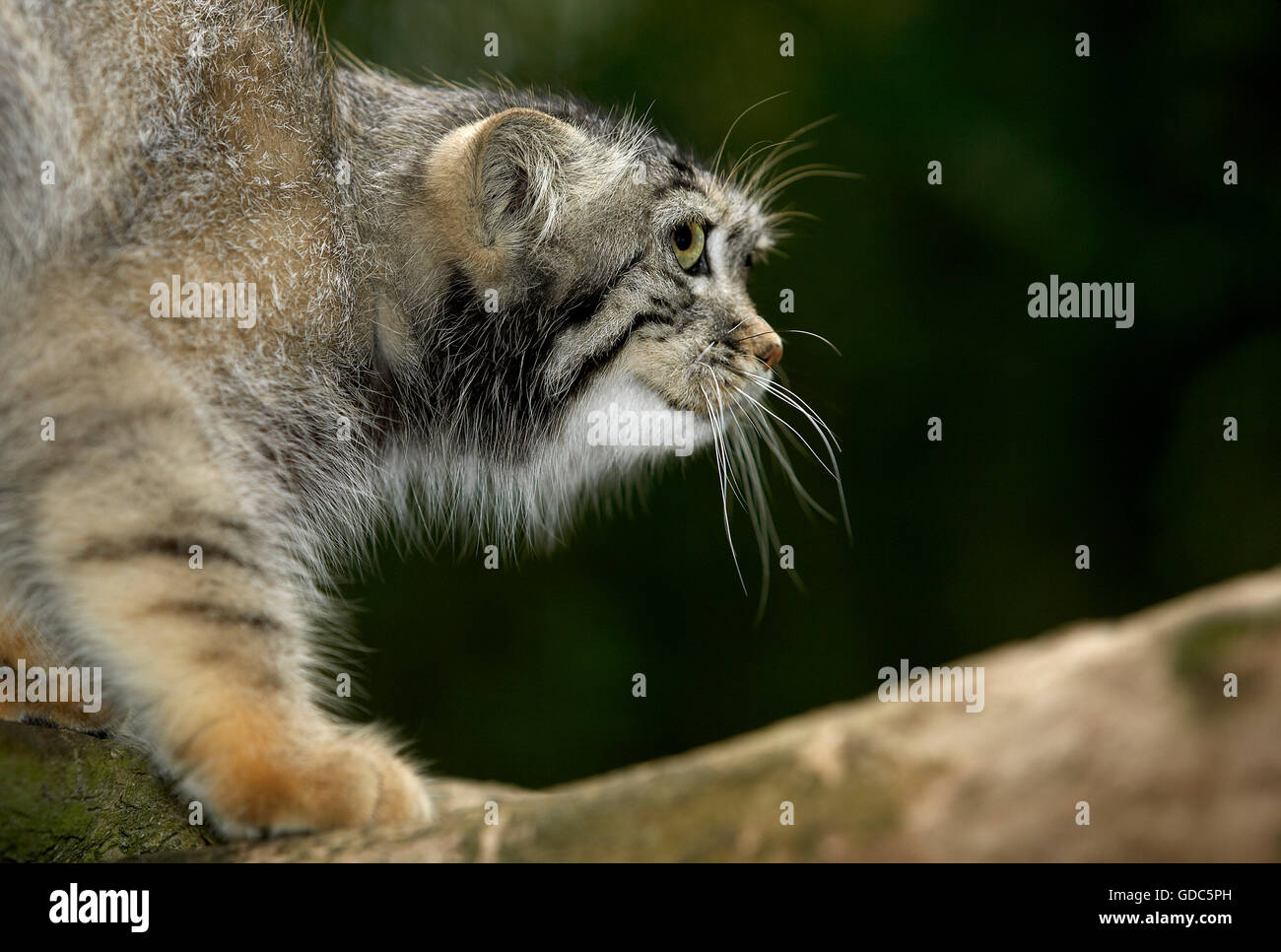 Manul ou chat de Pallas, otocolobus manul, des profils sur Branch Banque D'Images