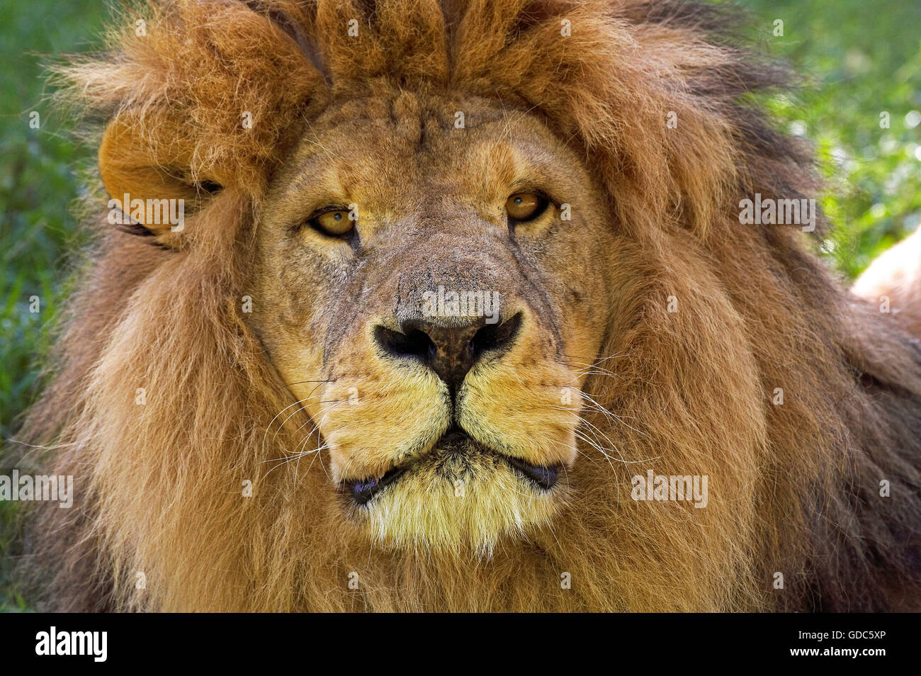 L'African Lion, Panthera leo, Portrait d'Homme Banque D'Images