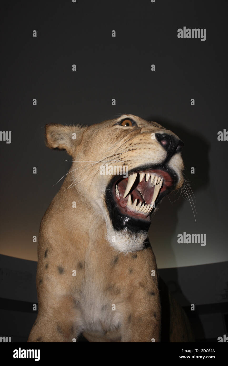 Chat des cavernes, homotherium serum, chat à dents de sabre se sont éteints il y a 10 000 ans, l'exposition au Musée, le Musée de la Béringie, Yukon, Canada Banque D'Images