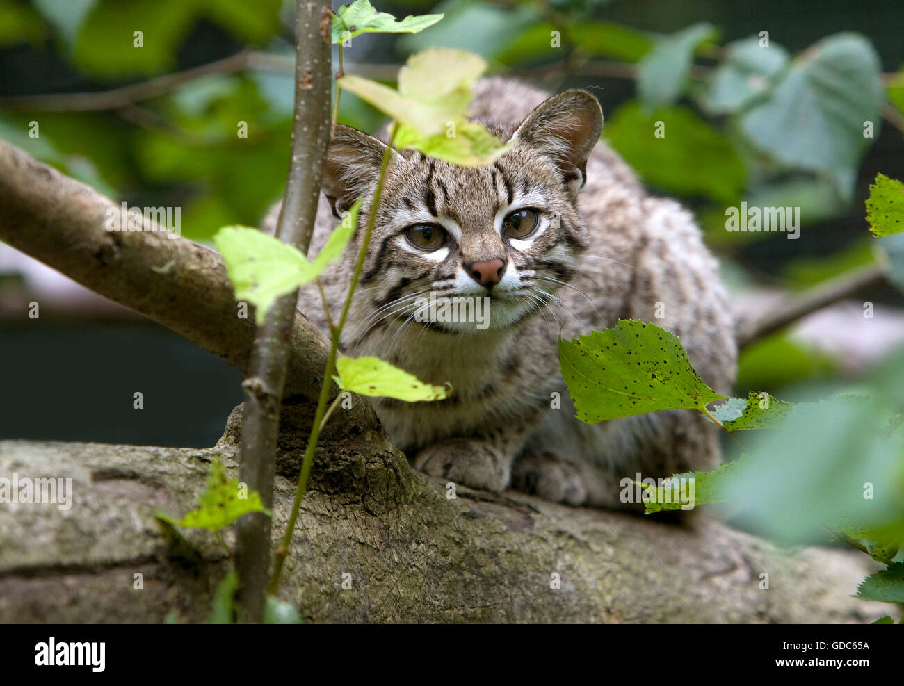 Le chat de Geoffroy, oncifelis geoffroyi Banque D'Images