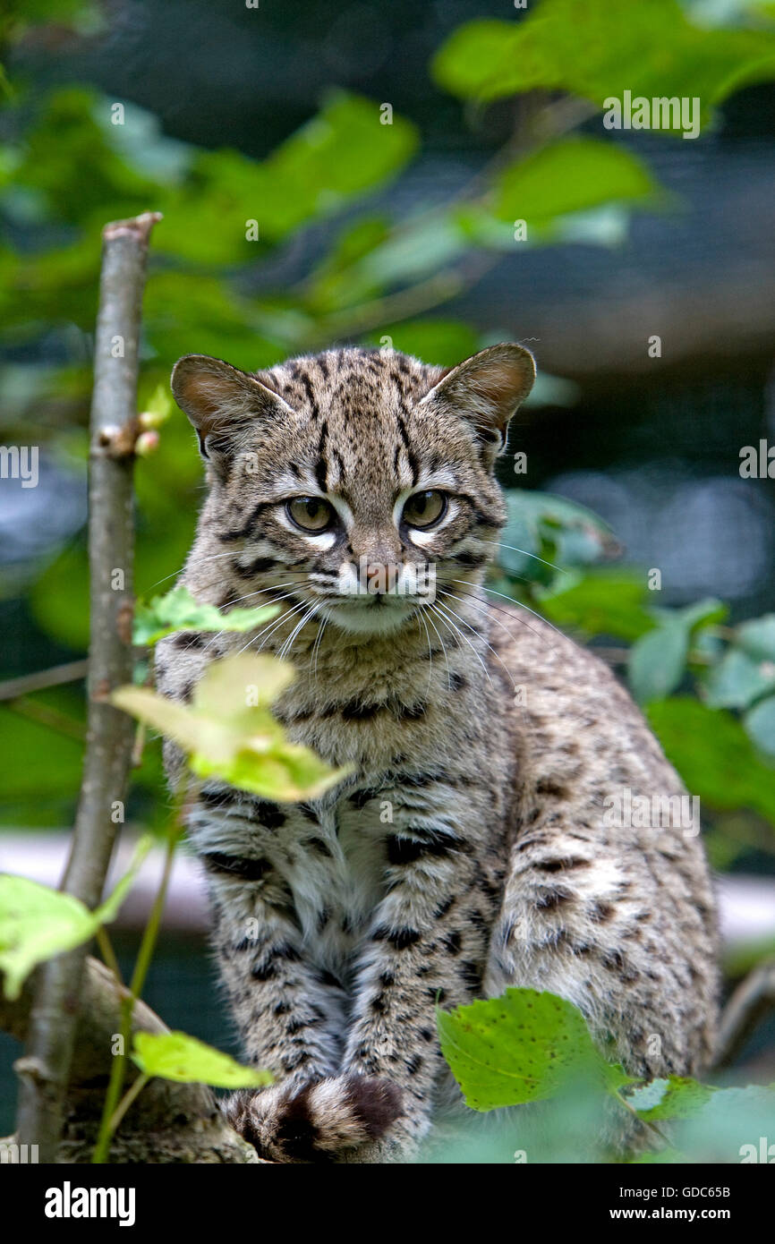 Le chat de Geoffroy, oncifelis geoffroyi Banque D'Images