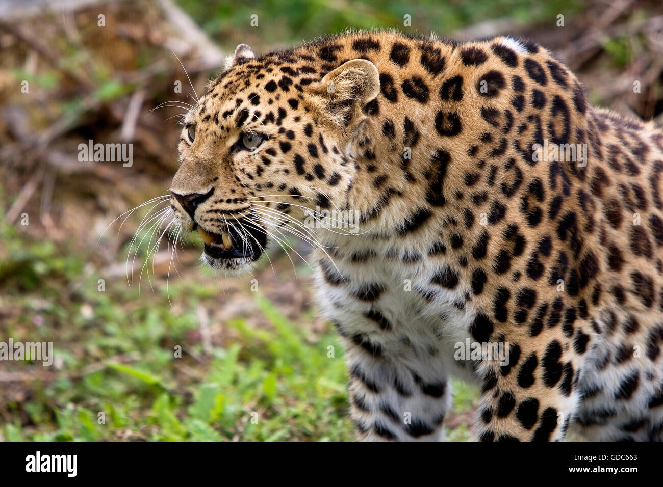 Amur Leopard, Panthera pardus orientalis Banque D'Images