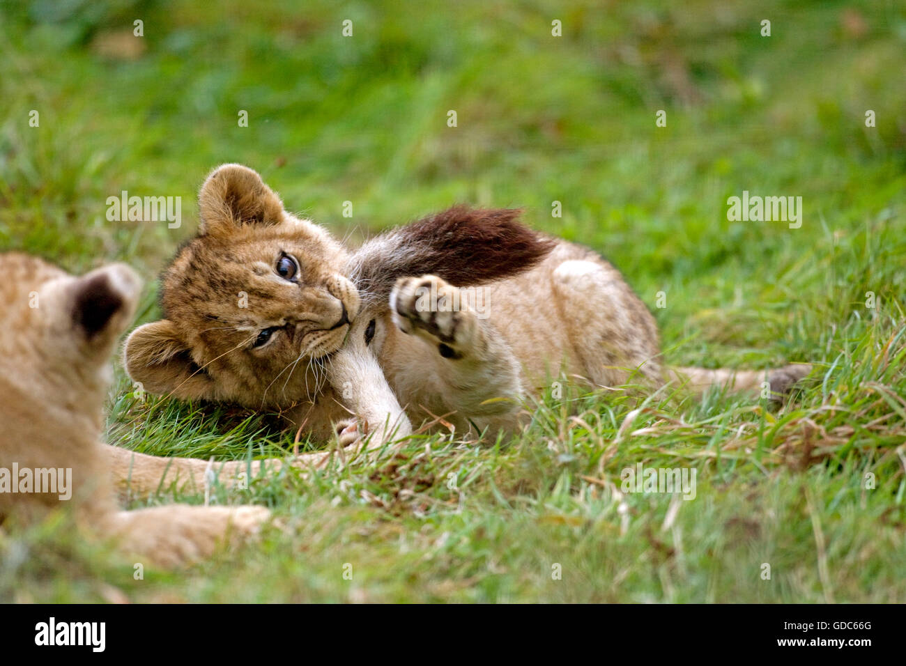 Lion du Katanga ou le sud-ouest de l'African Lion, Panthera leo bleyenberghi, Cub Jouer Banque D'Images