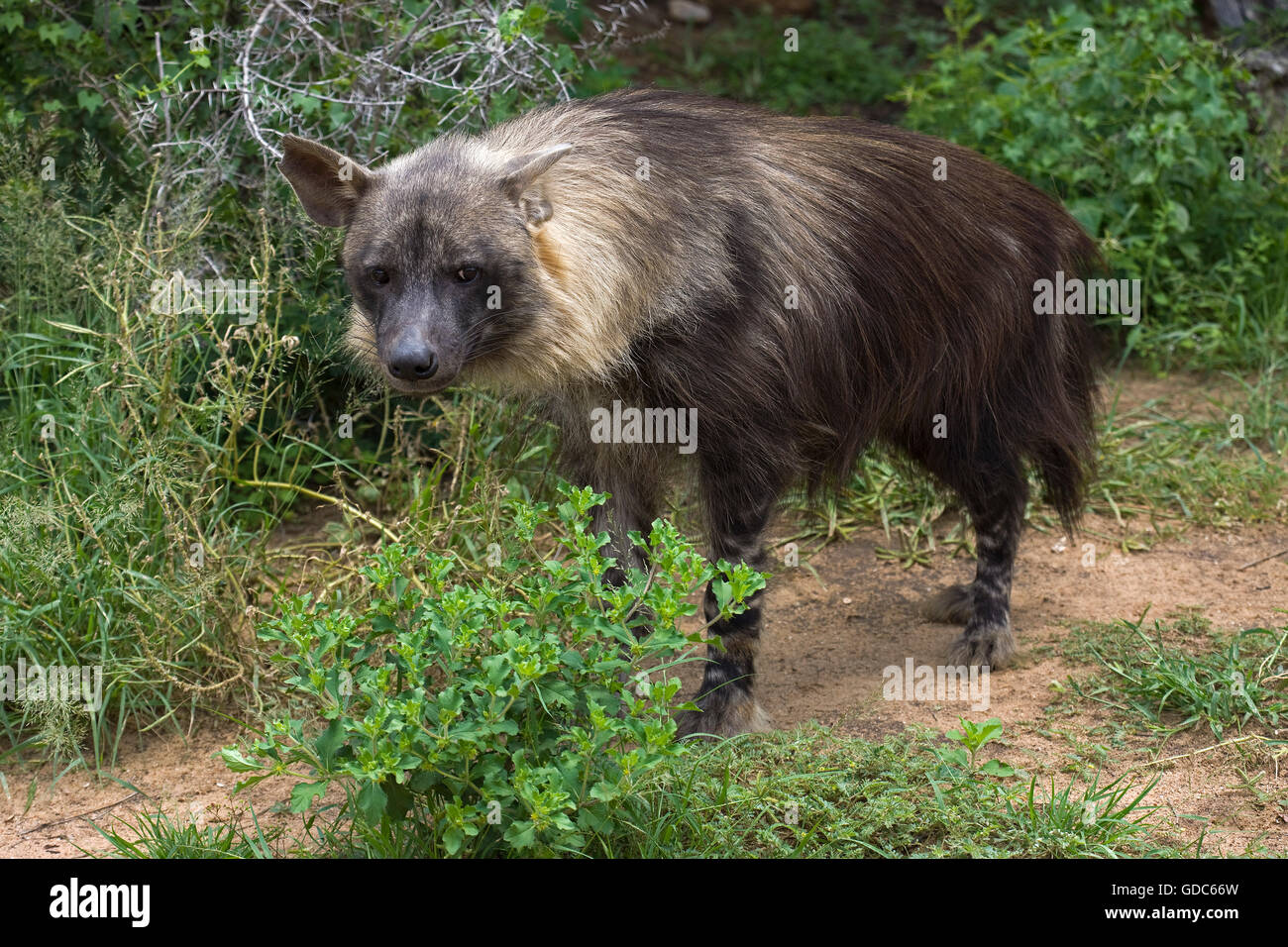 BROWN Hyaena brunnea parahyena Banque D'Images