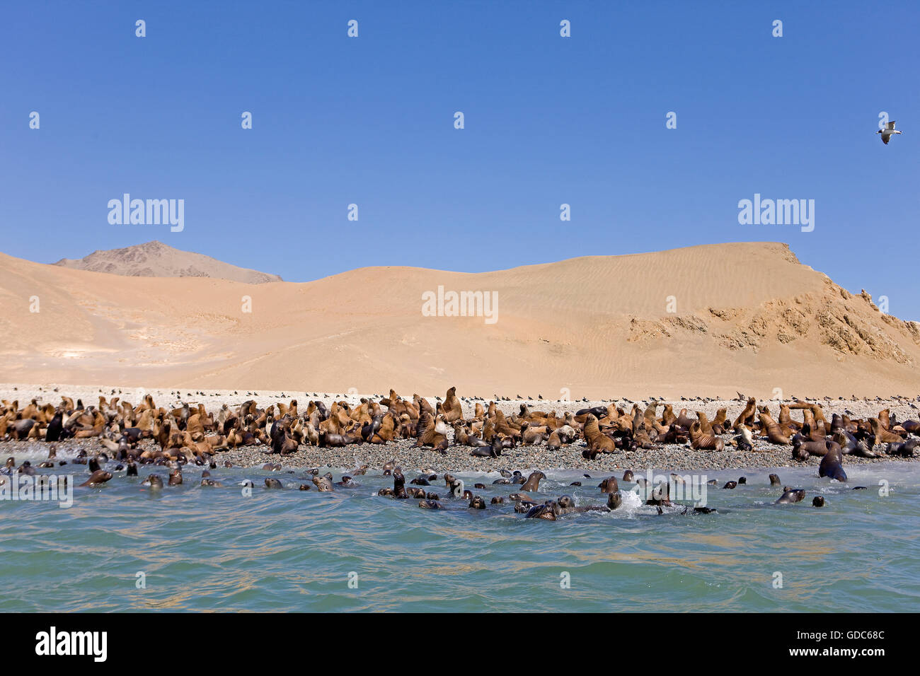 Lion de mer d'Amérique du Sud ou dans le sud de la colonie de lions de mer, sur la plage, Otaria byronia, Parc National de Paracas au Pérou Banque D'Images