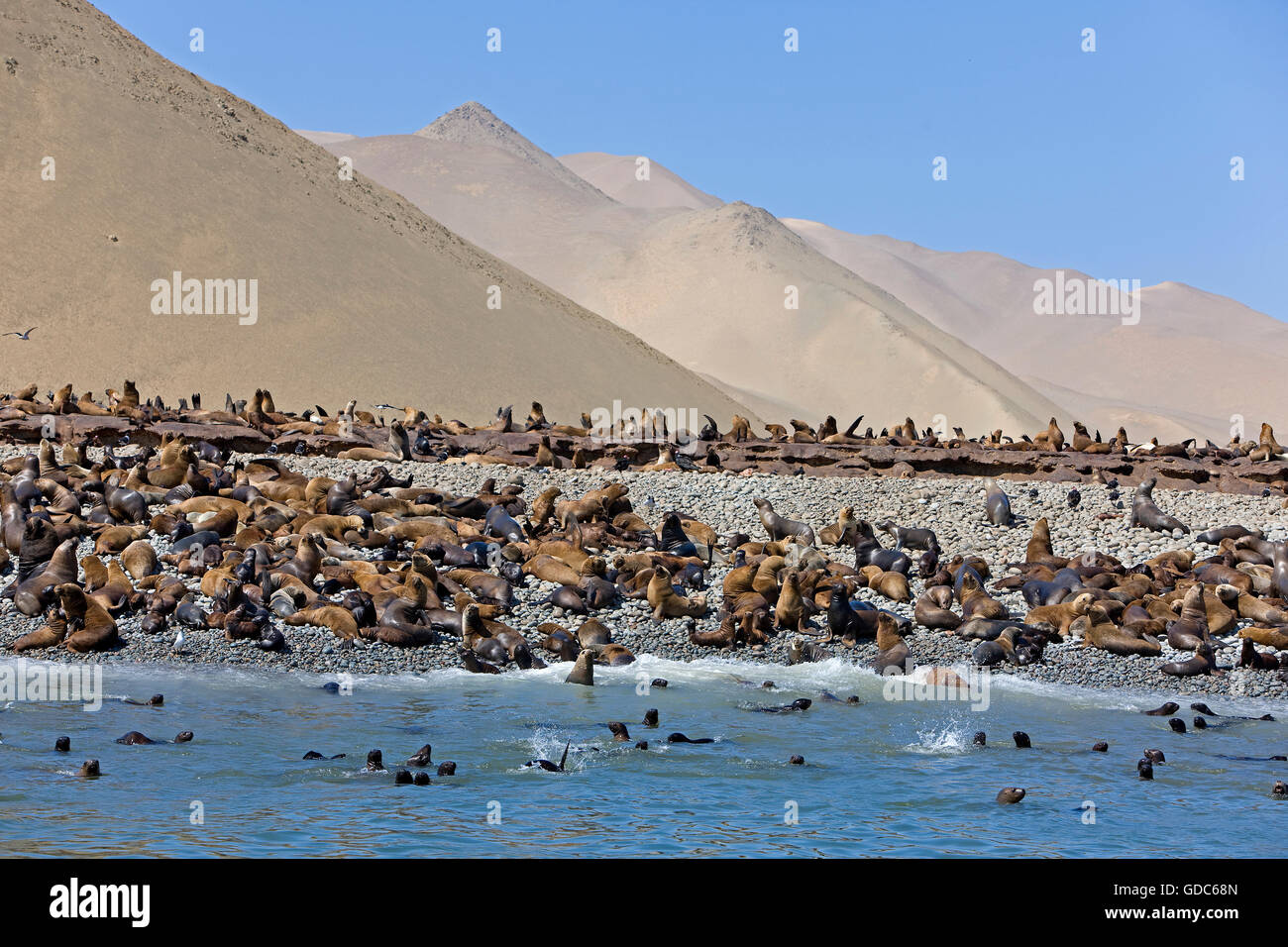 Lion de mer d'Amérique du Sud ou du sud de l'Otaria byronia, lions de mer, colonie de la Réserve de Paracas au Pérou Banque D'Images