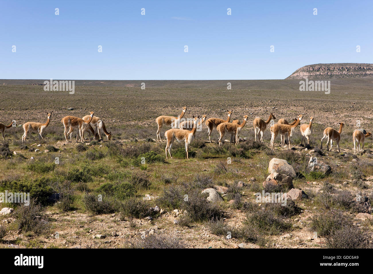 Vigogne Vicugna vicugna, Pampas Galeras, réserver au Pérou Banque D'Images