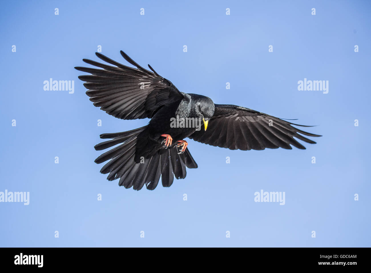Alpine chough Pyrrhocorax graculus, Banque D'Images