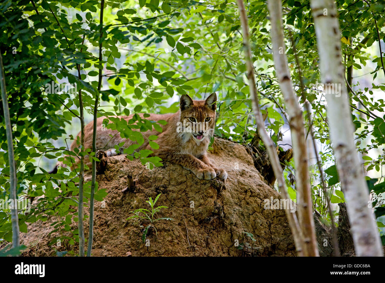 SIBERIAN Lynx lynx lynx wrangeli, FIXANT LES ADULTES Banque D'Images
