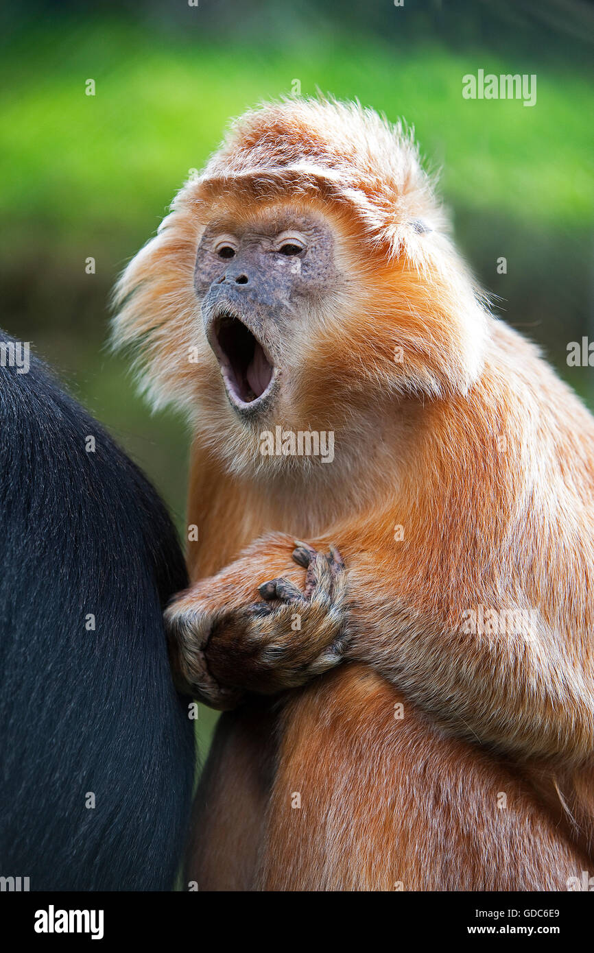 Langur de Java ou de Javan Lutung, trachypithecus auratus, bâillements Adultes Banque D'Images