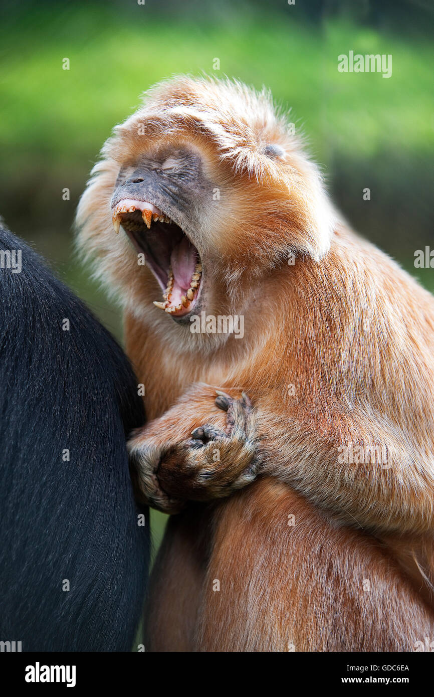 Langur de Java ou de Javan Lutung, trachypithecus auratus, bâillements Adultes Banque D'Images