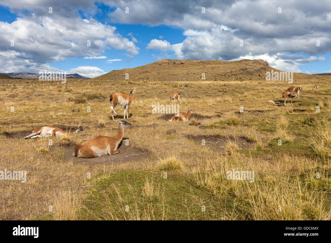 Guanacos, Lama Banque D'Images