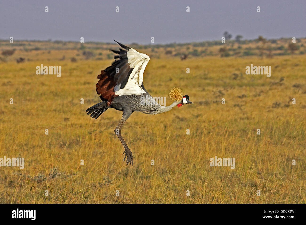 Gray-Crowned balearica regulorum, grue, adulte en vol, parc de Masai Mara au Kenya Banque D'Images