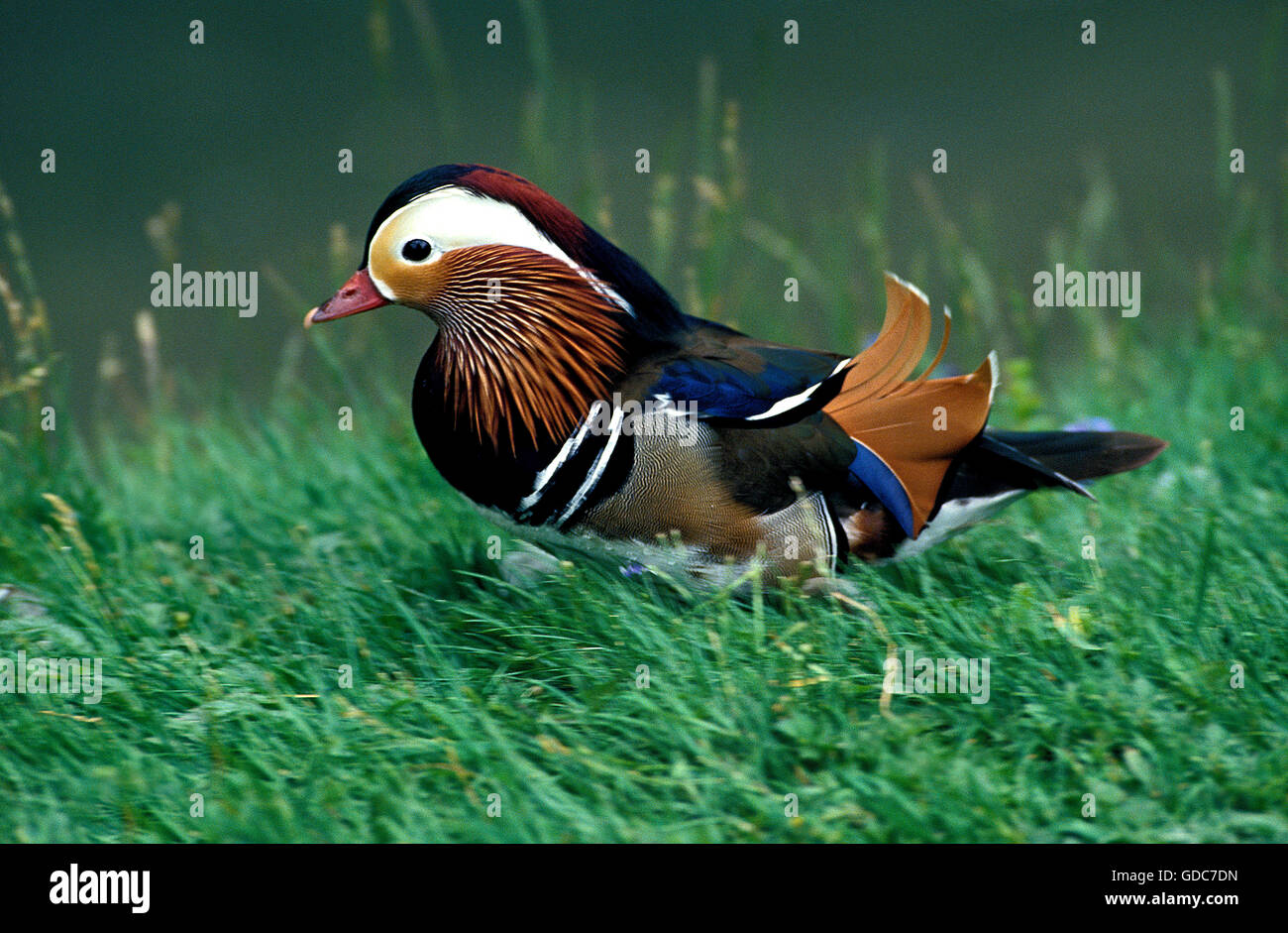 Canard mandarin Aix galericulata, mâle en plumage nuptial Banque D'Images
