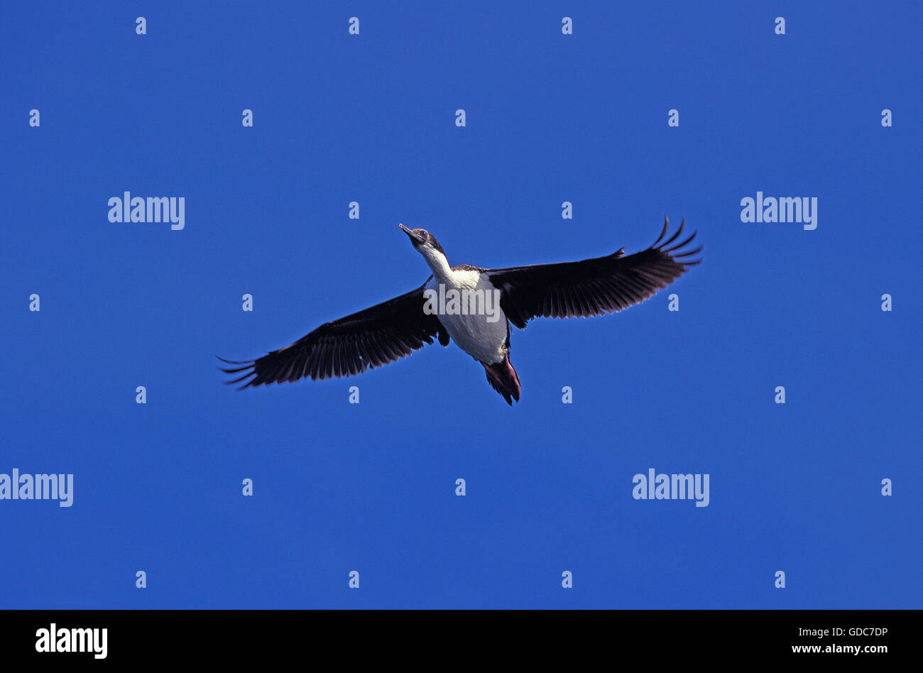 Cormoran IMPÉRIAL OU KING Cormoran Phalacrocorax atriceps albiventer, adulte en vol, de l'Antarctique Banque D'Images