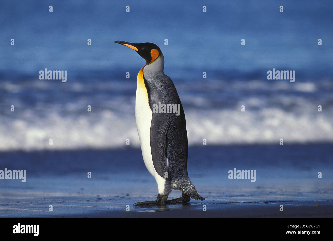 King Penguin, aptenodytes patagonica, adulte, sur la plage, la plaine de Salisbury en Géorgie du Sud Banque D'Images