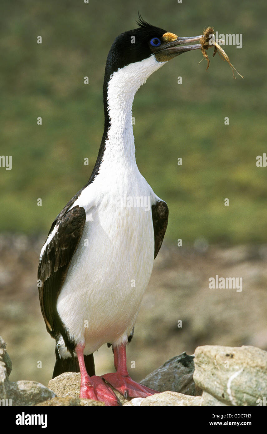 Cormoran IMPÉRIAL OU KING Cormoran Phalacrocorax atriceps albiventer, DES PROFILS AVEC MATÉRIEL DE NIDIFICATION À BEC, l'Antarctique Banque D'Images