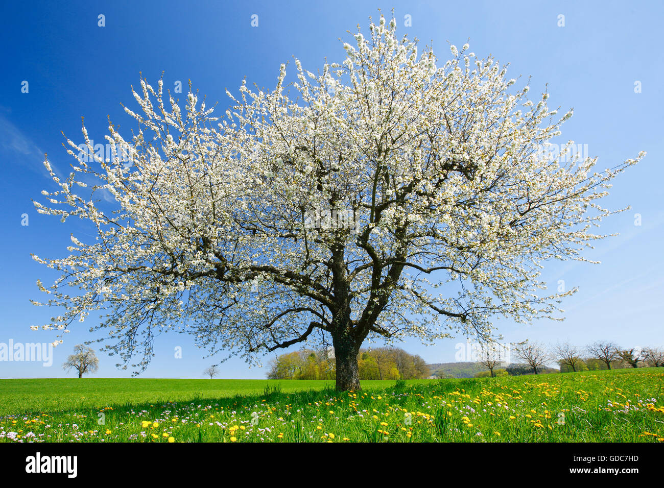 Poirier en fleurs au printemps,Suisse Banque D'Images