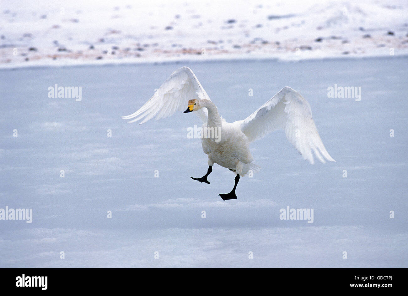 Cygne chanteur Cygnus cygnus, adultes, l'atterrissage, l'île d'Hokkaido au Japon Banque D'Images