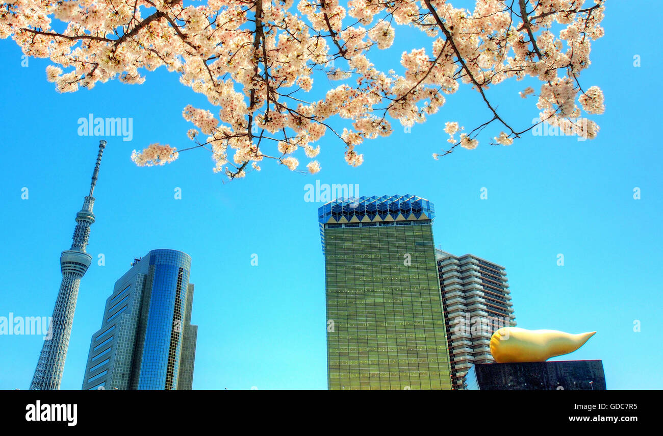 Le Japon,cerisier,fleurs,printemps,Tokyo Tokyo Tower,fleurs,Animaux,ville,ville,Asia,blanc, Banque D'Images