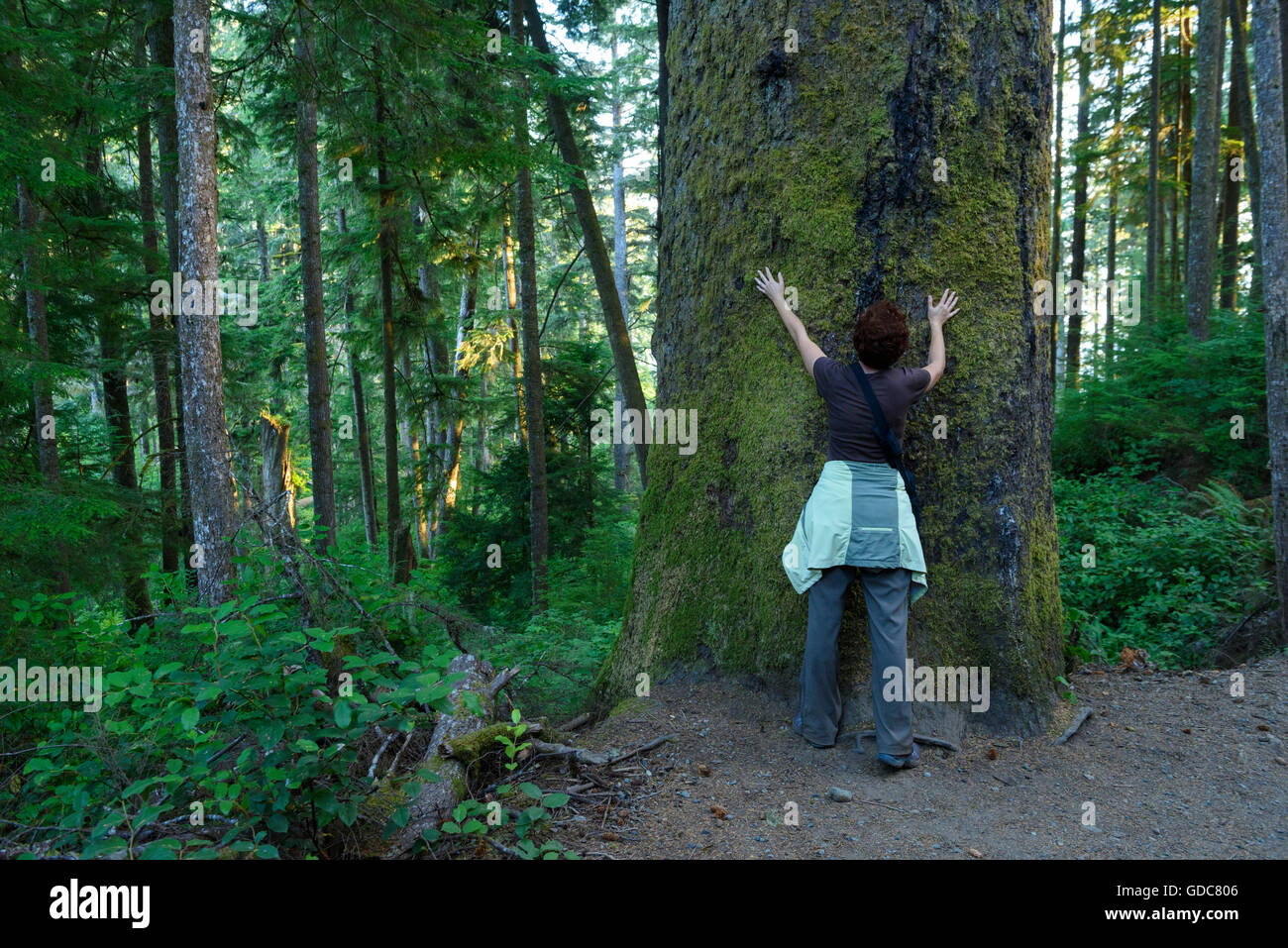 Arbre hugger Banque D'Images