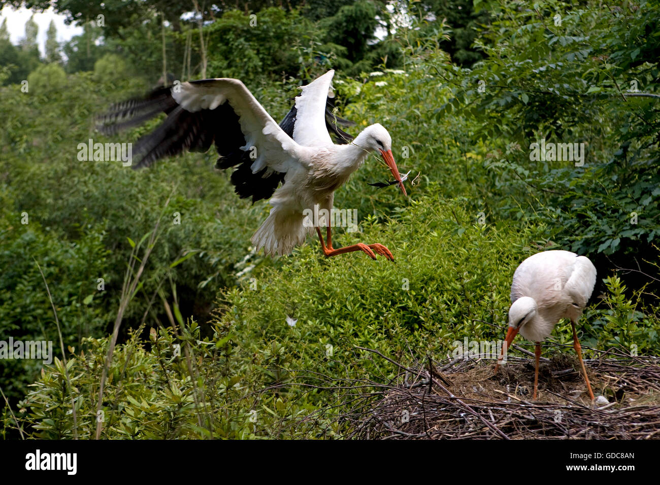 Cigogne blanche Ciconia ciconia SUR SON NID Banque D'Images