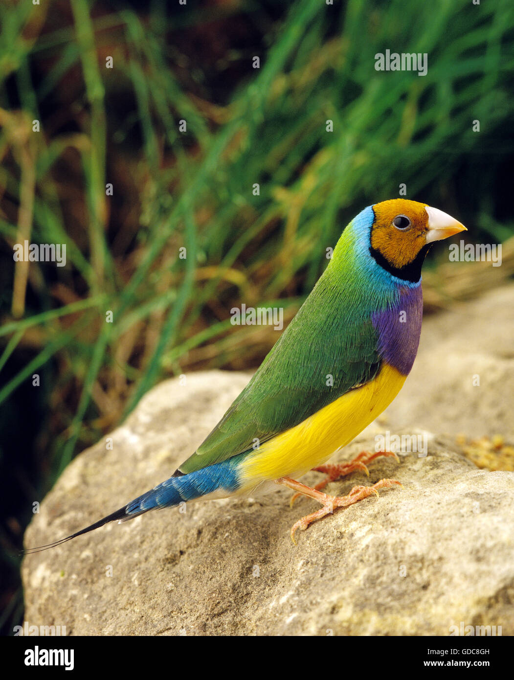 Yellow-Headed Gouldian Finch, chloebia gouldiae, adulte Banque D'Images
