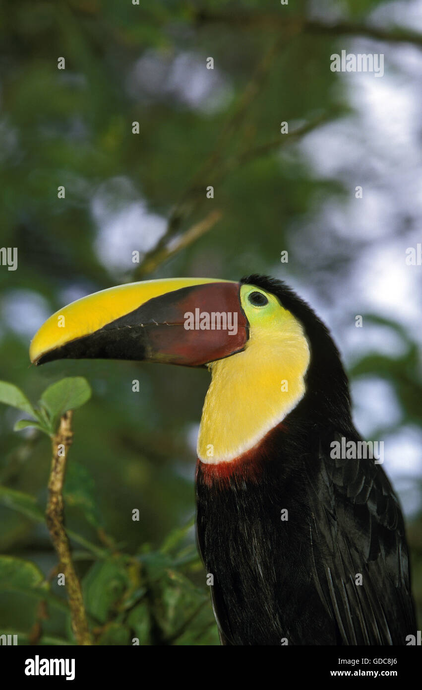 Chestnut Mandibled Toucan, ramphastos swainsonii, Portrait d'adulte, Costa Rica Banque D'Images