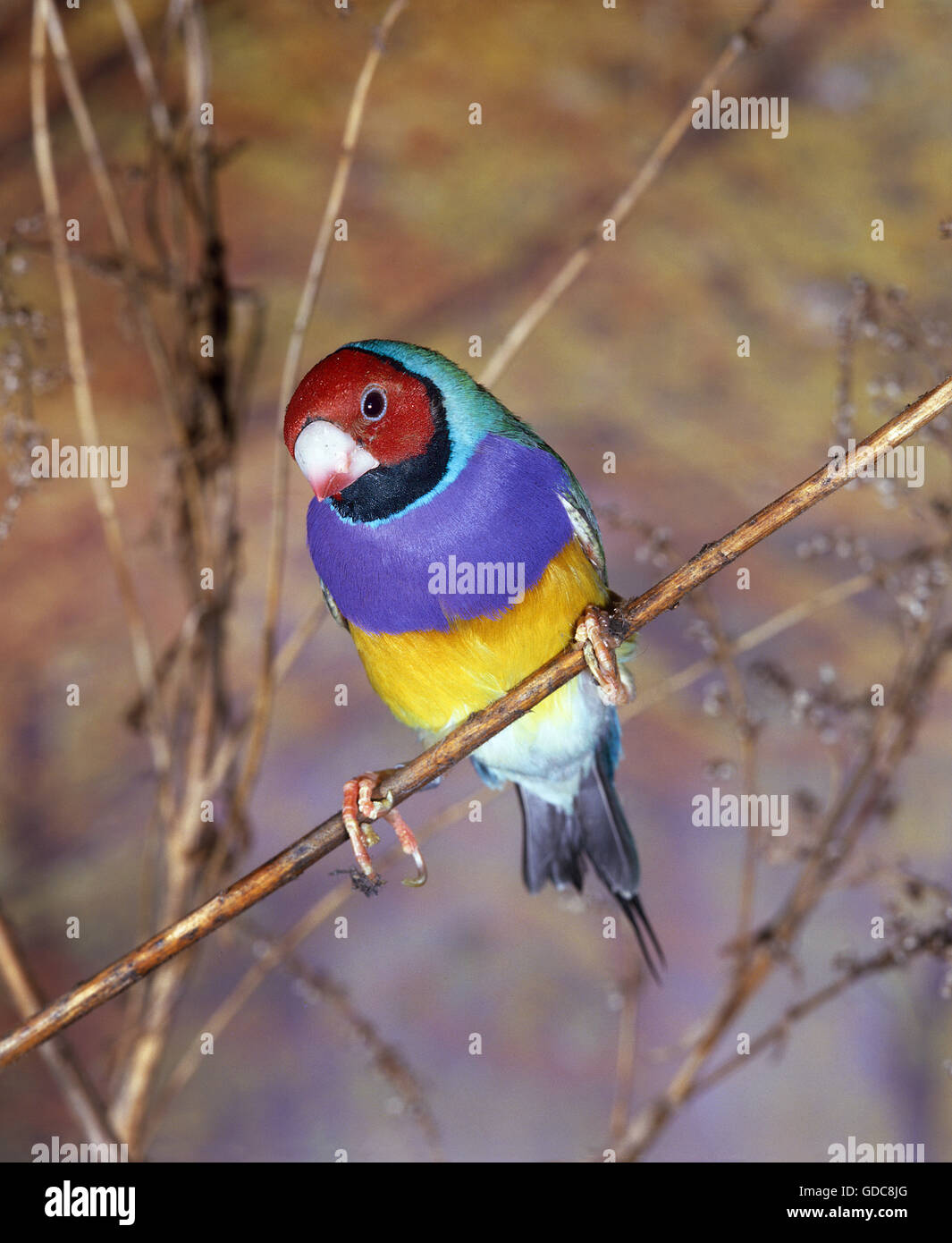 Gouldian Finch, chloebia gouldiae, des profils sur Branch Banque D'Images