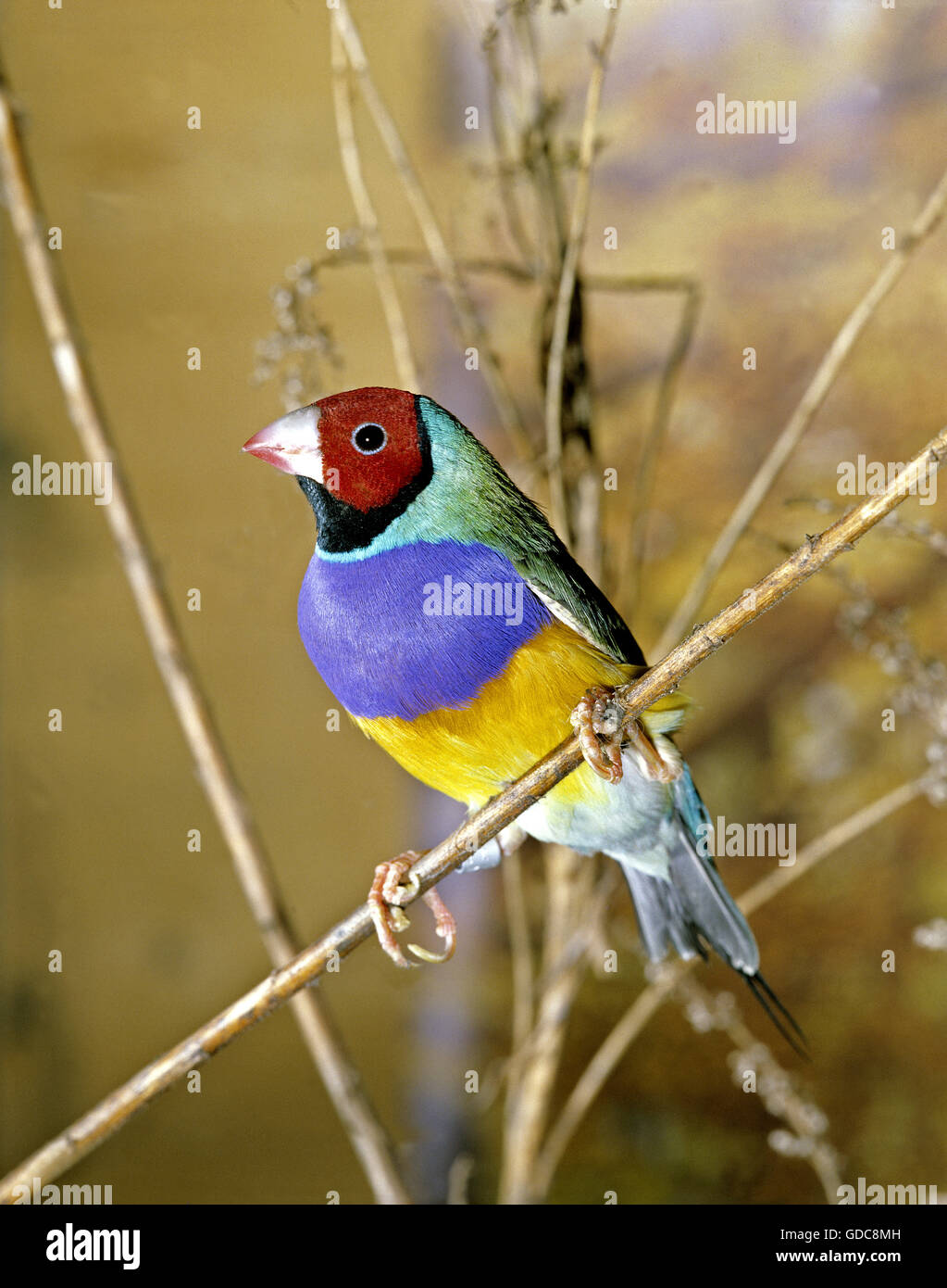 Gouldian Finch, chloebia gouldiae Banque D'Images