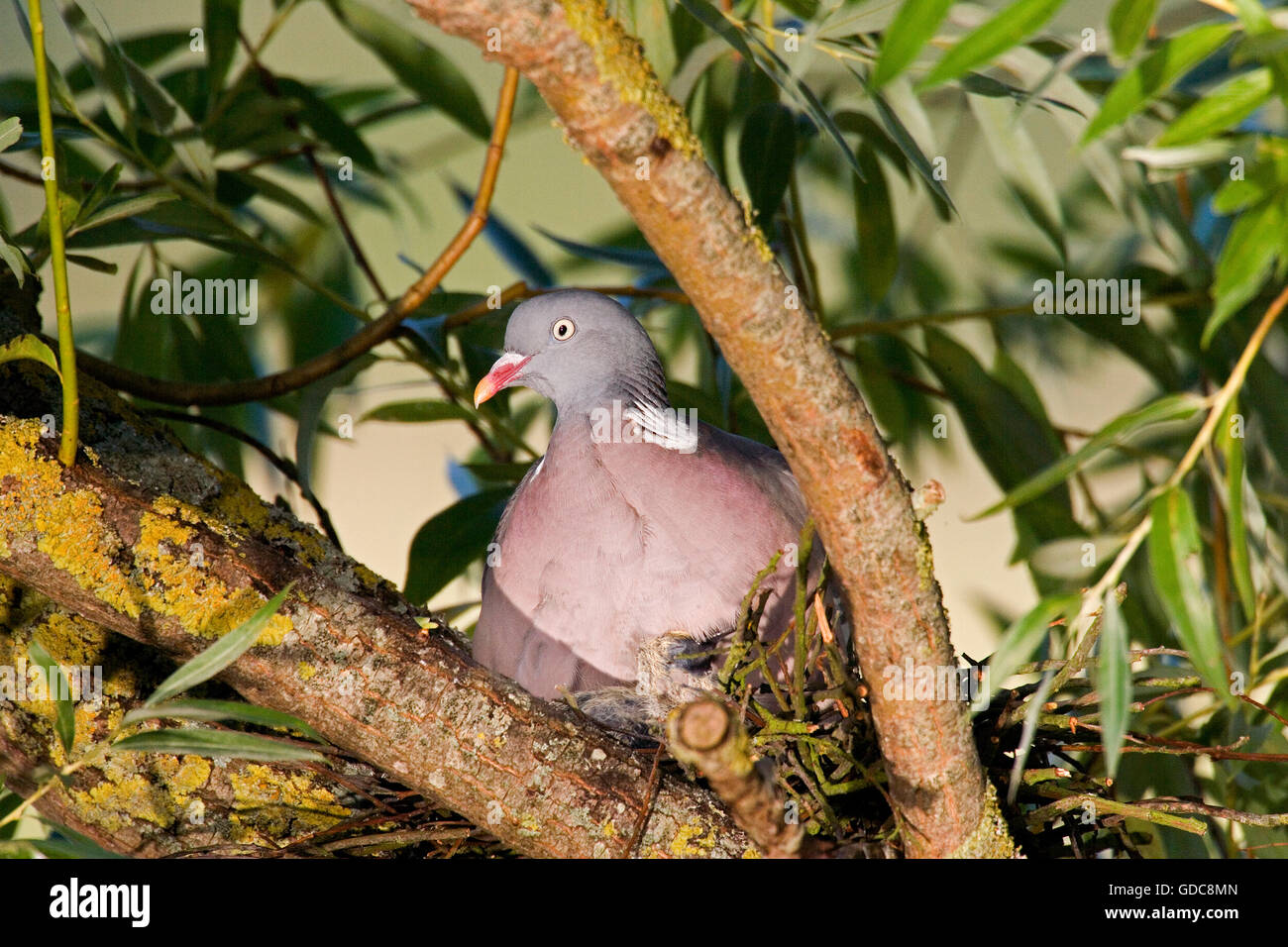 Pigeon ramier, Columba palumbus, adulte sur son nid, Normandie Banque D'Images