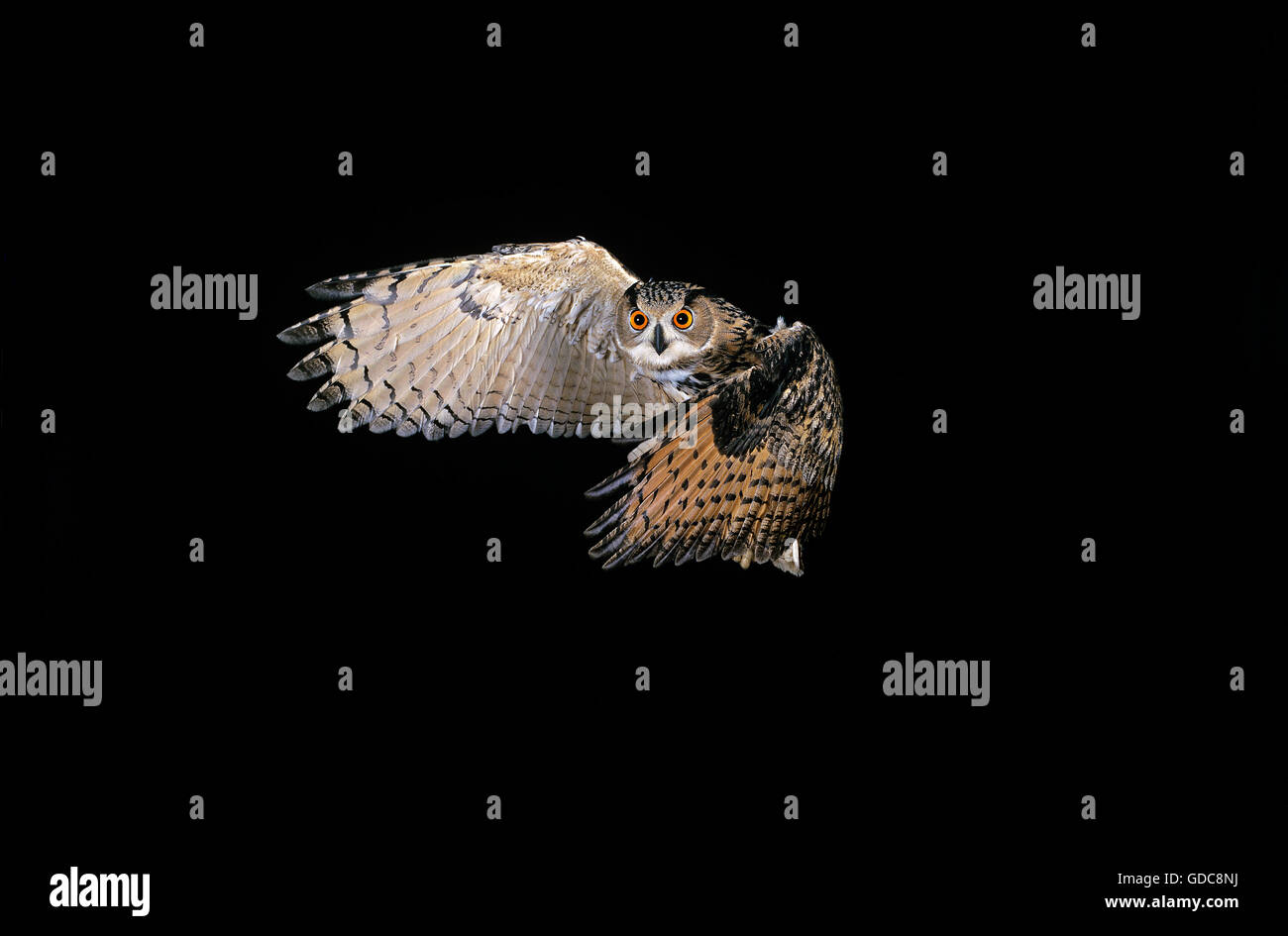 EAGLE OWL Bubo bubo EUROPÉEN FLYING Banque D'Images