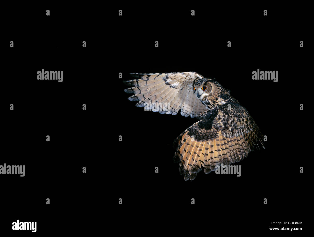 EAGLE OWL Bubo bubo EUROPÉEN FLYING Banque D'Images