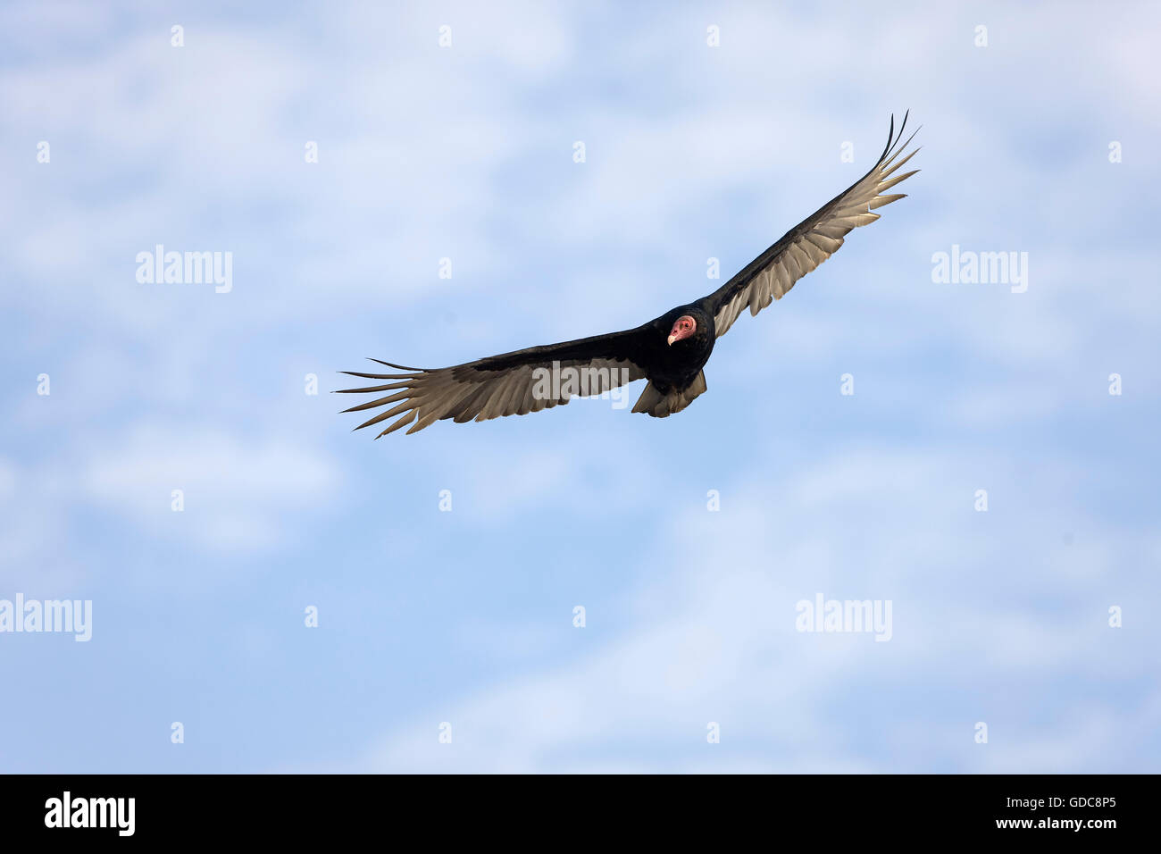 Urubu, Cathartes aura, en vol, de la Réserve de Paracas au Pérou Banque D'Images